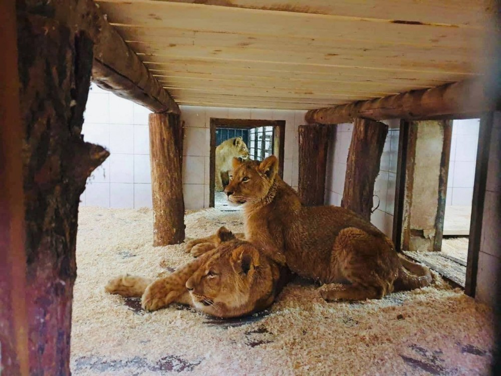 Cei 4 pui de leu aduși la Grădina Zoologică au primit câte un nume. Câștigătorii vor primi diplome și câte 1000 de lei